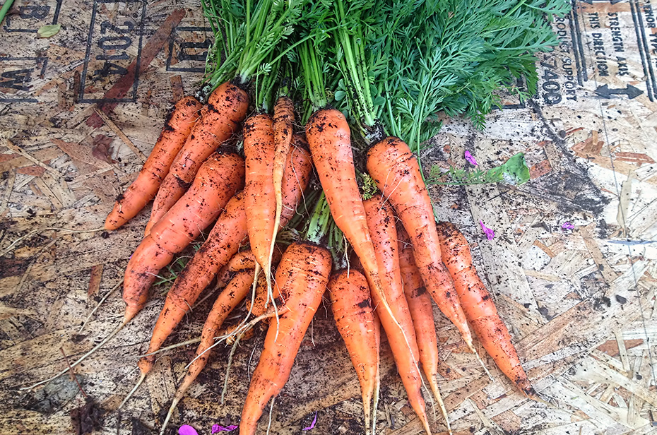 Coconut Goji Berry Carrot Salad - Carrots from garden